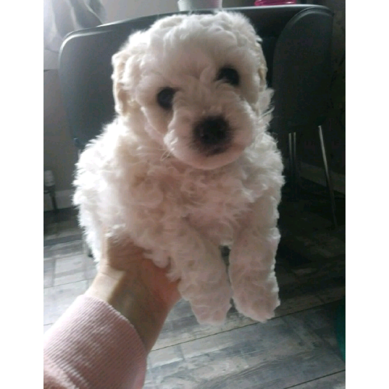 shichon puppies for sale gumtree